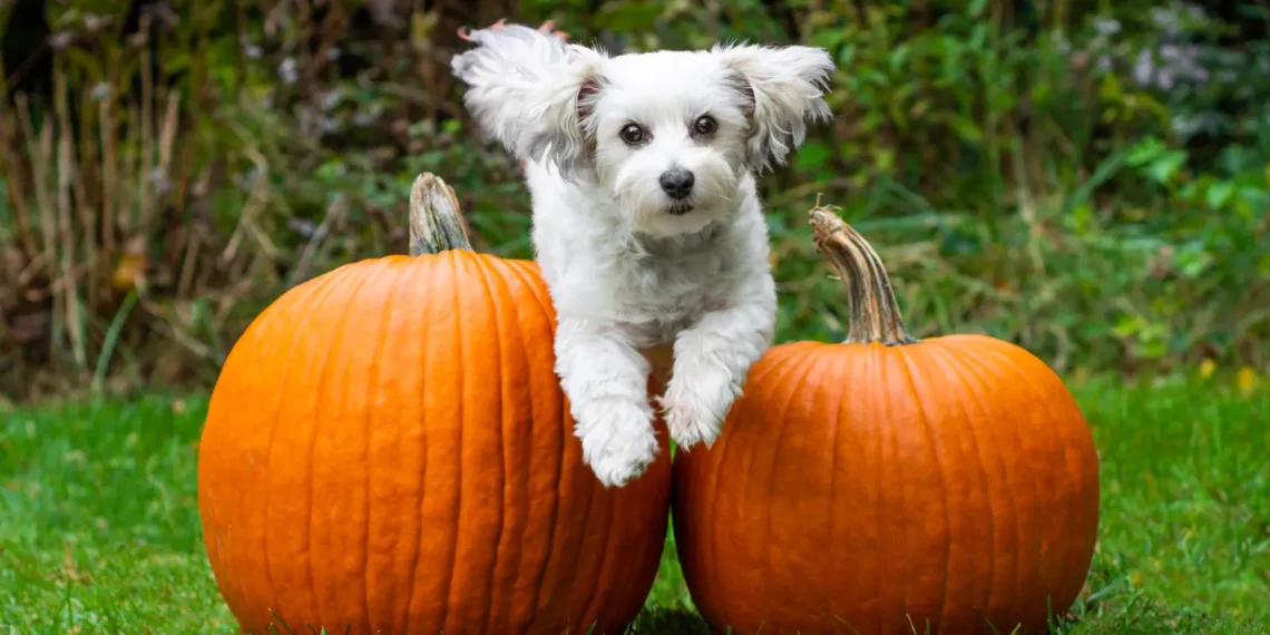 Peut-on donner de la citrouille à un chien