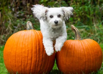 Peut-on donner de la citrouille à un chien