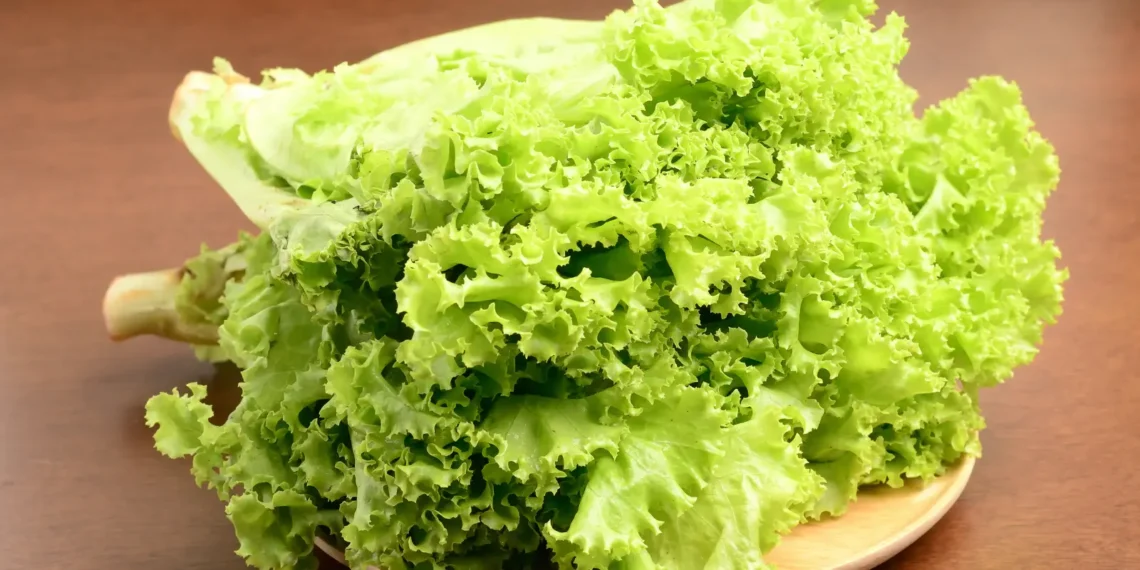 Peut-on donner de la laitue à un chien
