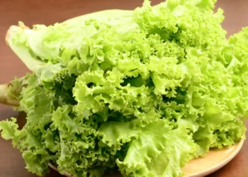 Peut-on donner de la laitue à un chien