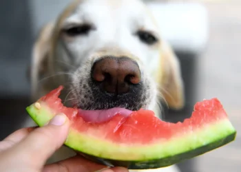 Peut-on donner de la pastèque aux chiens