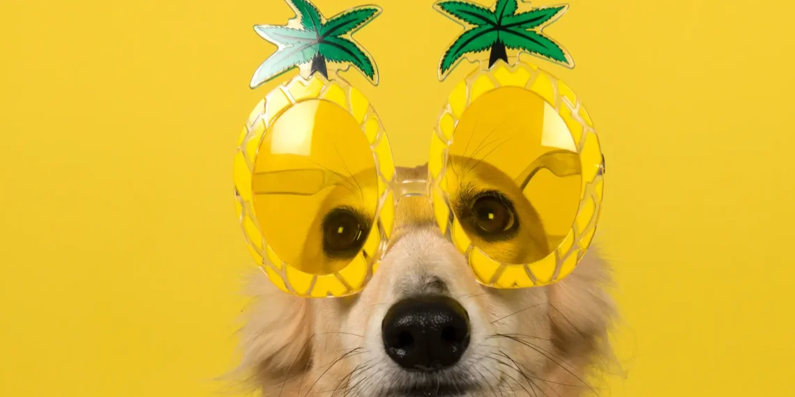 Peut-on donner de l'ananas à son chien