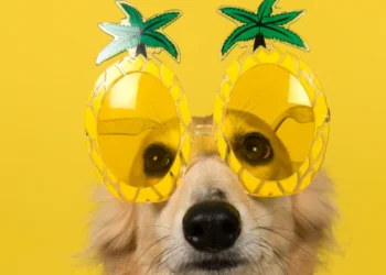 Peut-on donner de l'ananas à son chien