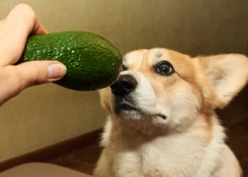 Peut-on donner de l’avocat à son chien