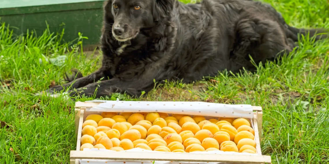 Peut-on donner des abricots à un chien