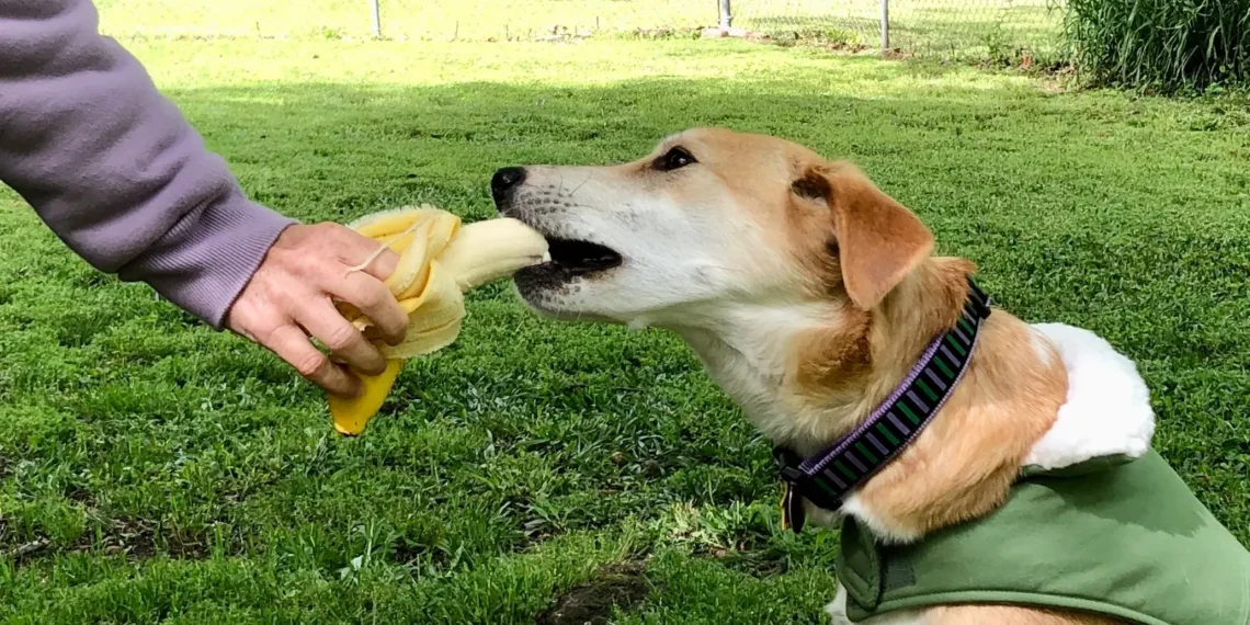 peut-on donner des bananes aux chien