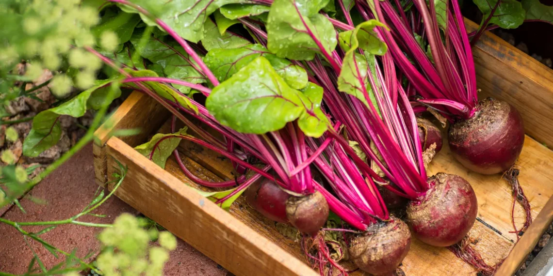 Peut-on donner des betteraves à un chien