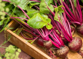 Peut-on donner des betteraves à un chien