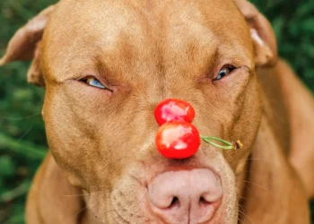 Peut-on donner des cerises à un chien