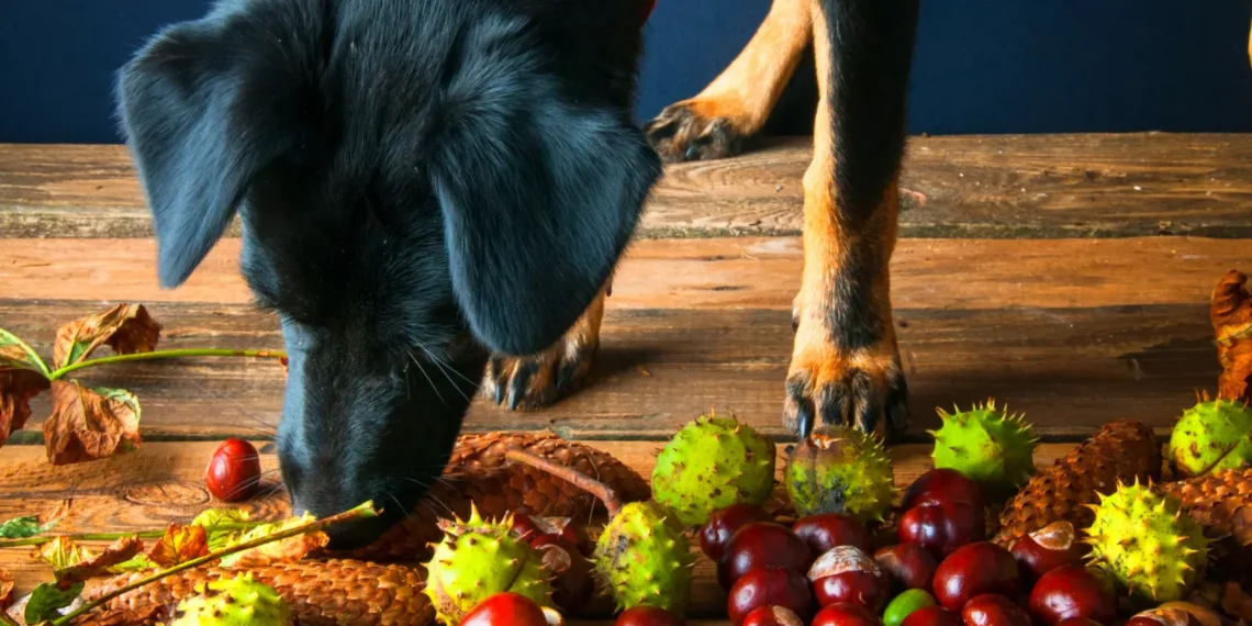 Peut-on donner des châtaignes aux chiens