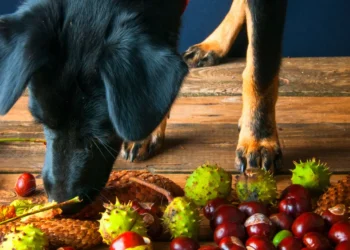 Peut-on donner des châtaignes aux chiens