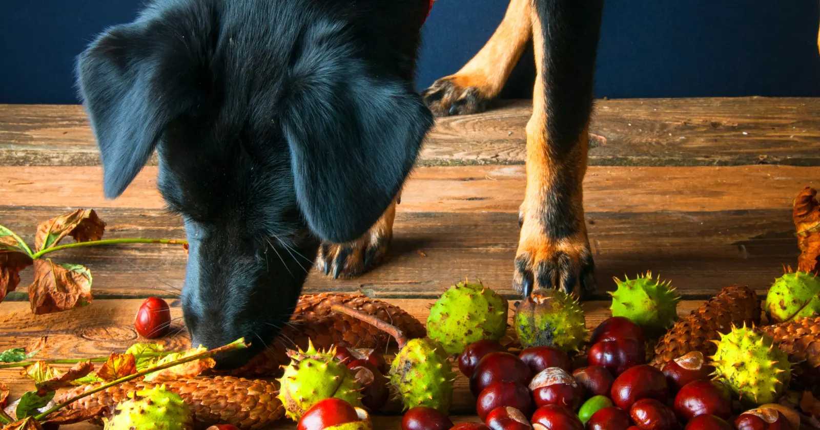 Peuton donner des châtaignes aux chiens?