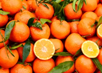 Peut-on donner des clémentines à son chien