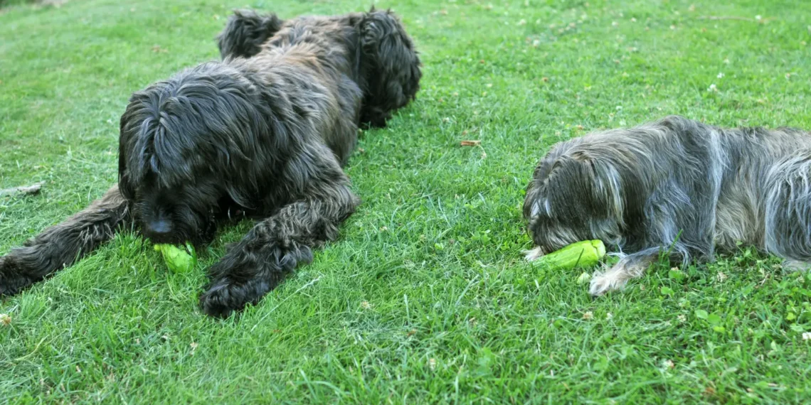 Peut-on donner des concombres aux chiens