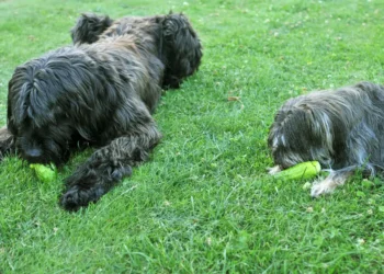 Peut-on donner des concombres aux chiens