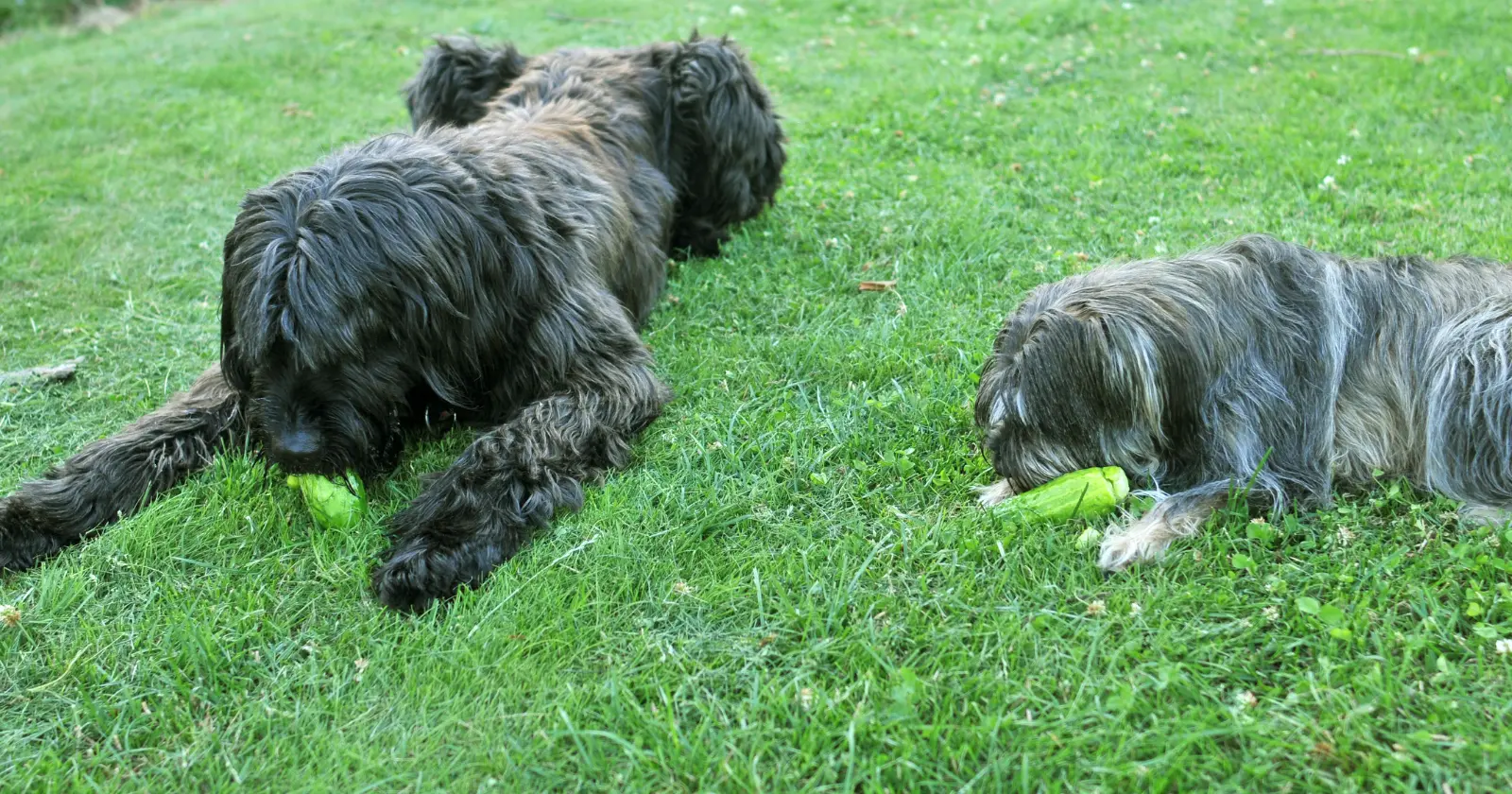 Peuton donner des aux chiens?