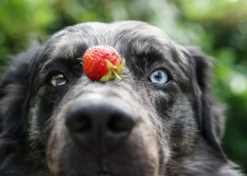 Peut-on donner des fraises à son chien