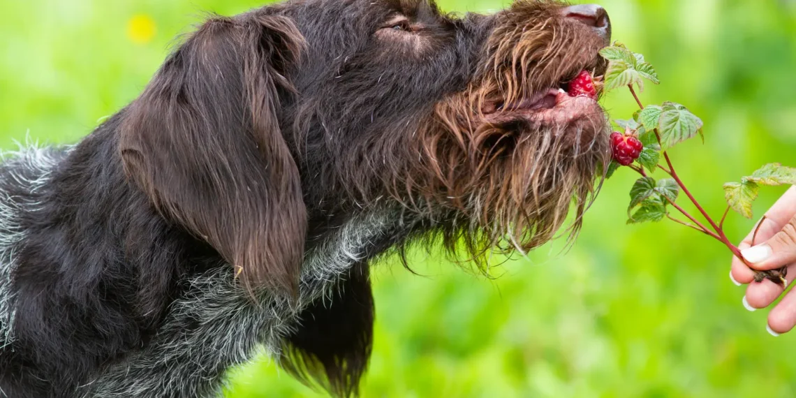 Peut-on donner des framboises à son chien