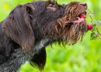 Peut-on donner des framboises à son chien