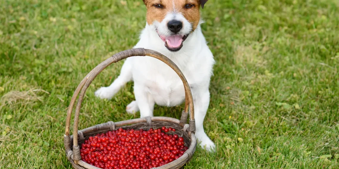 Peut-on donner des groseilles à un chien