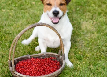 Peut-on donner des groseilles à un chien