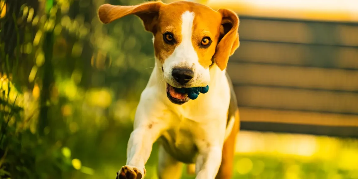 Peut-on donner des myrtilles à un chien