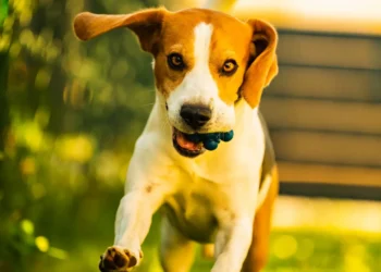 Peut-on donner des myrtilles à un chien