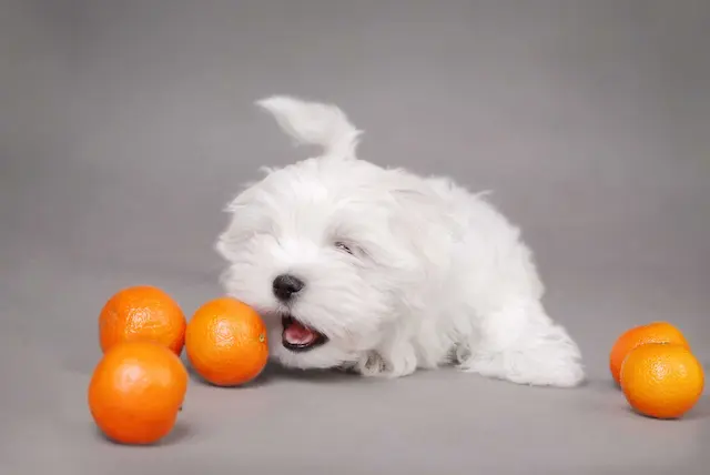 peut-on-donner-des-oranges-a-un-chien-2