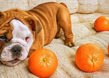 Peut-on donner des oranges à un chien