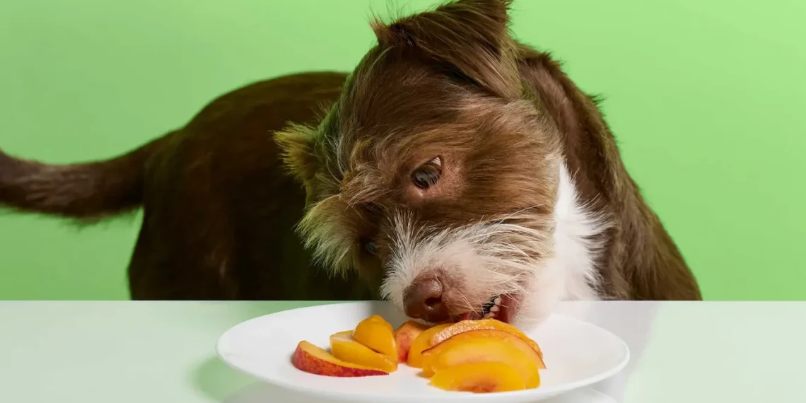 Peut-on donner des pêches à un chien