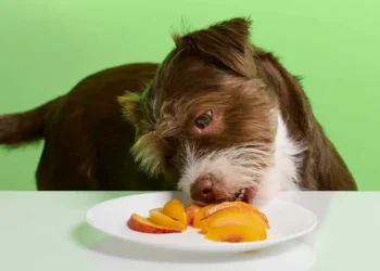 Peut-on donner des pêches à un chien