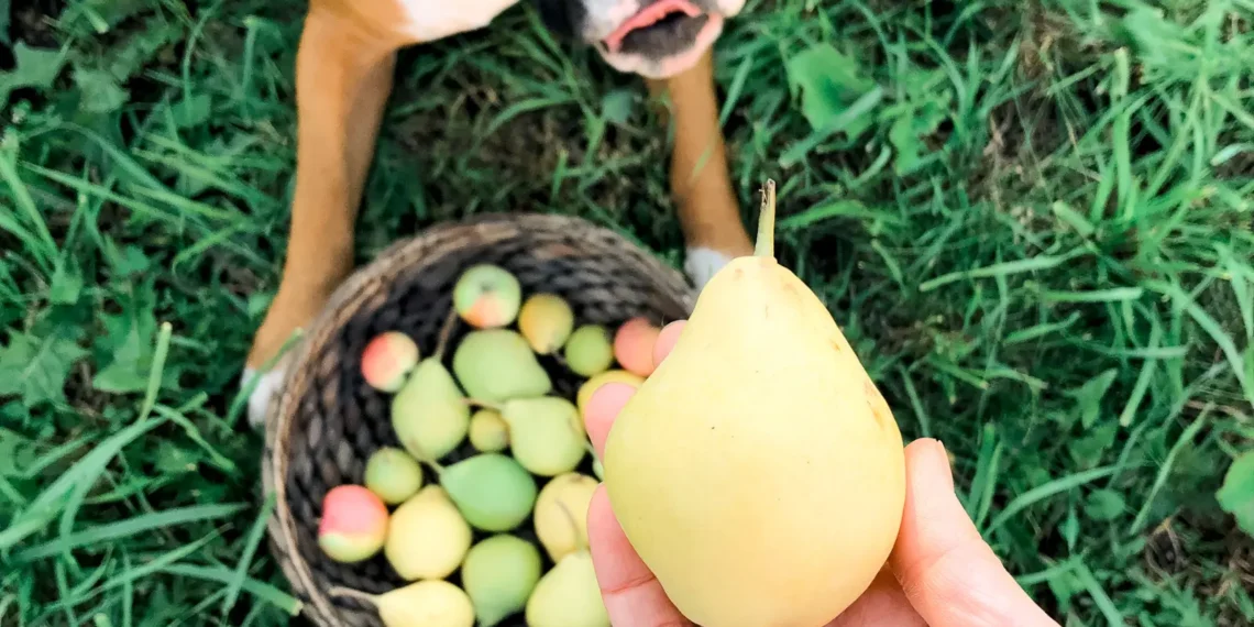 Peut-on donner des poires à un chien