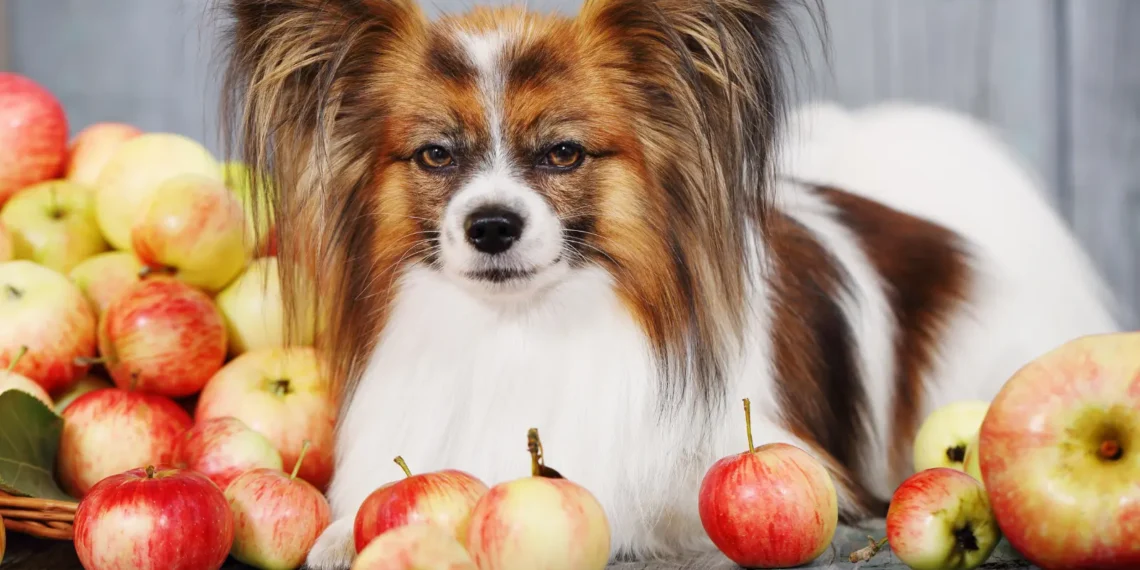 Peut-on donner des pommes aux chiens