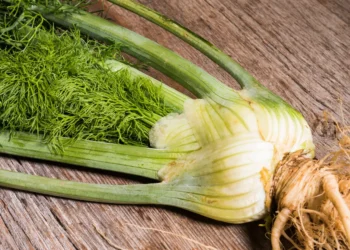 peut-on donner du fenouil à son chien