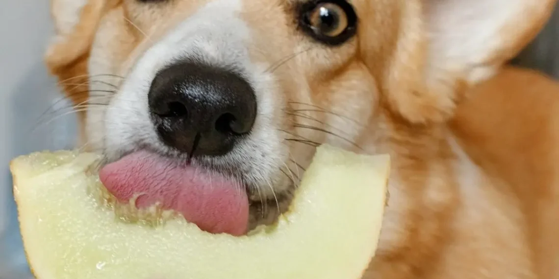 Peut-on donner du melon à son chien