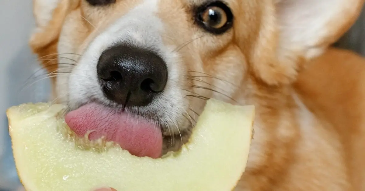 Peut-on donner du melon à son chien?