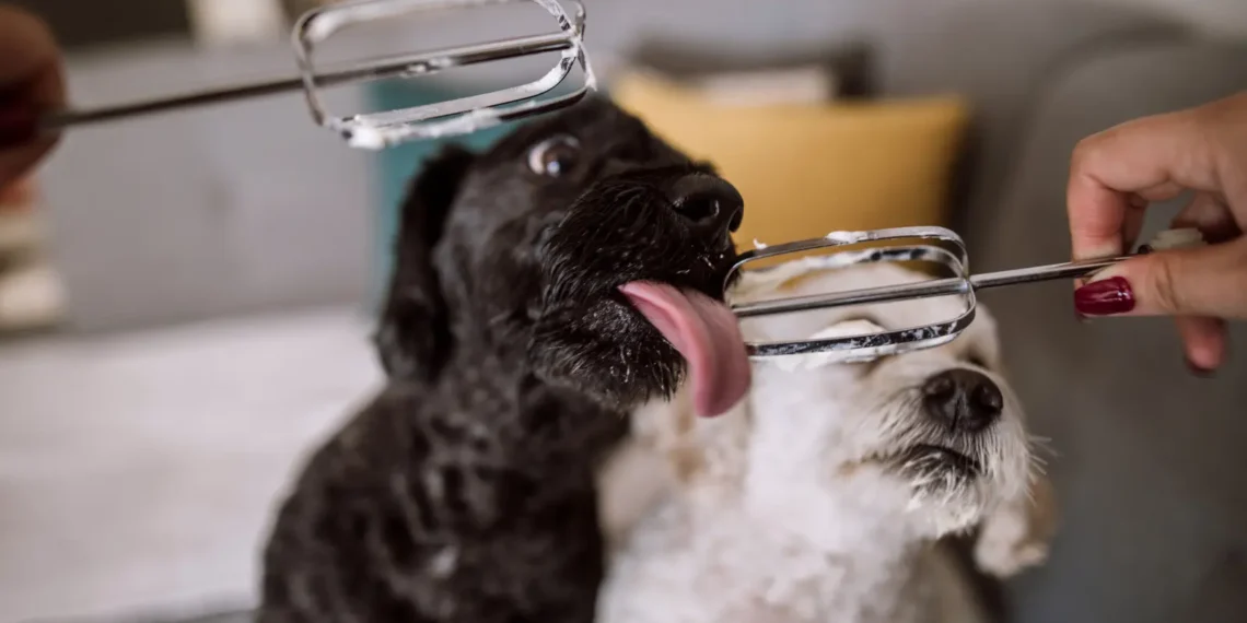 Peut-on donner de la crème au chien