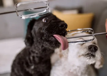 Peut-on donner de la crème au chien