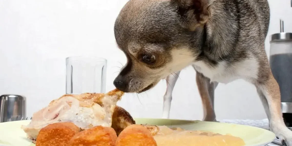 Peut-on donner de la dinde à un chien