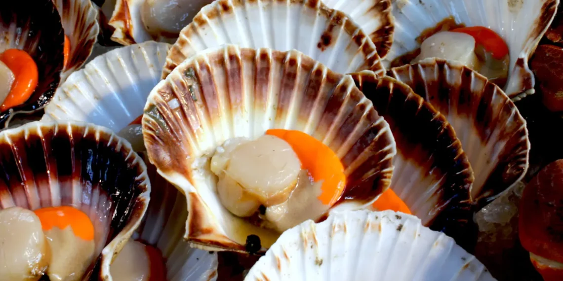peut-on donner des coquilles saint jacques à son chien