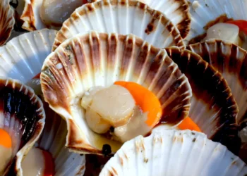 peut-on donner des coquilles saint jacques à son chien