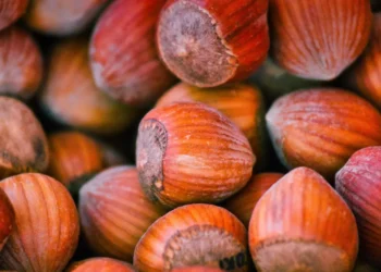 Peut-on donner des noisettes aux chiens