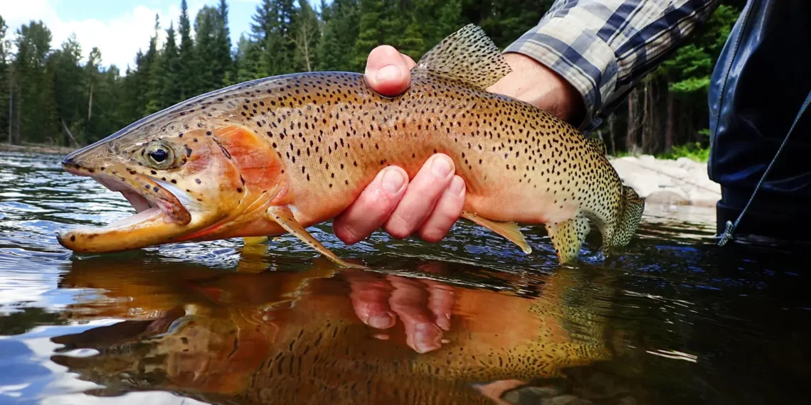 peut on donner des truites à un chien