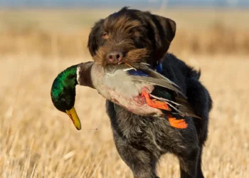 Peut-on donner du canard à un chien