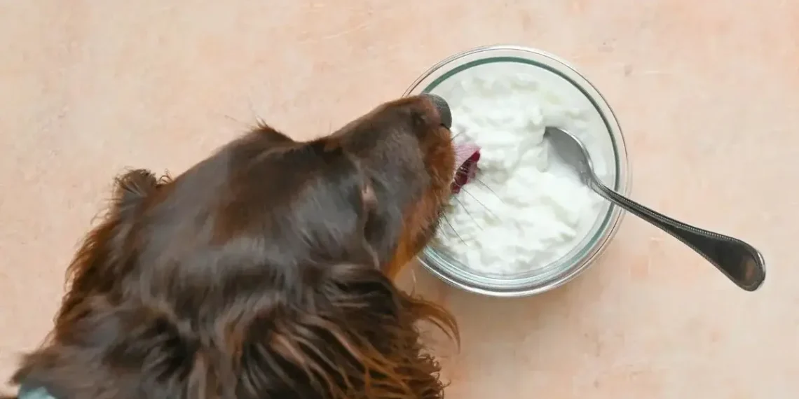 Peut-on donner du fromage cottage au chien