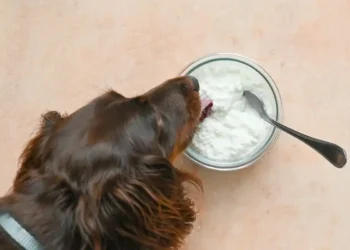 Peut-on donner du fromage cottage au chien