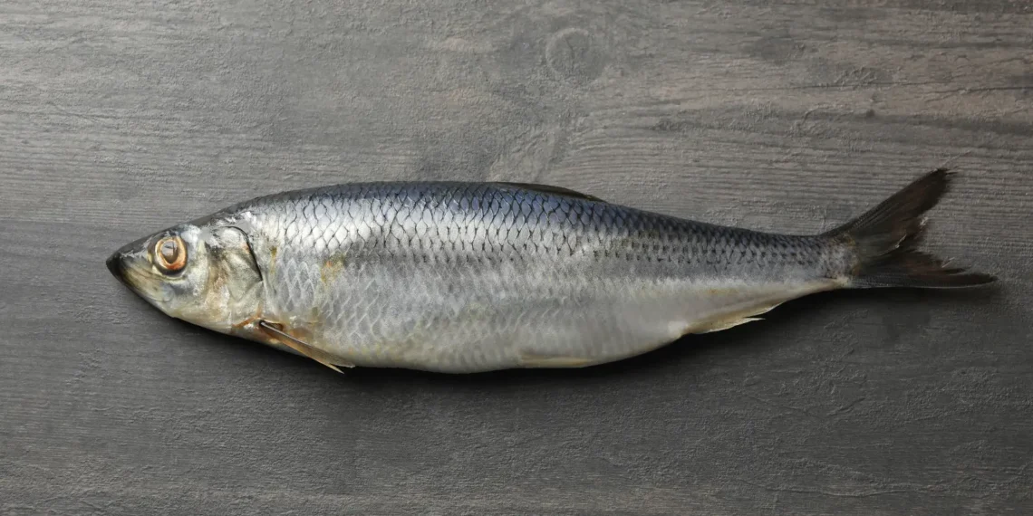 Peut-on donner du hareng à un chien