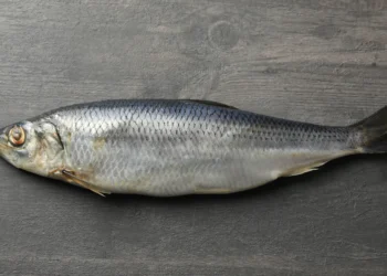 Peut-on donner du hareng à un chien