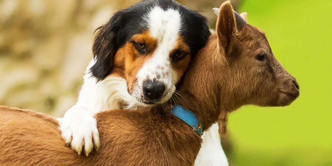 Peut-on donner du lait de chèvre au chien