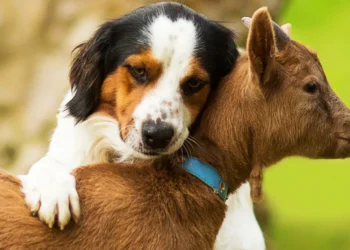 Peut-on donner du lait de chèvre au chien